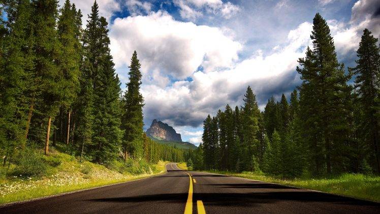 road, Pine Cones, Forest, Landscape, Nature, Pine Trees HD Wallpaper Desktop Background