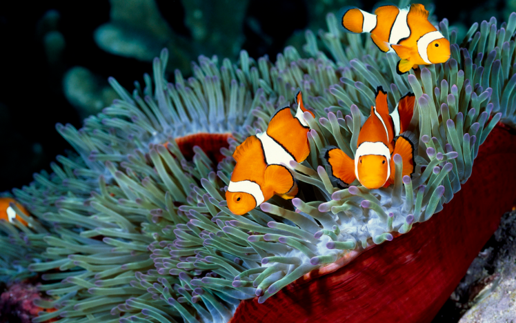 fish, Sea, Coral, Sea Anemones, Clownfish, Nature, Animals HD Wallpaper Desktop Background
