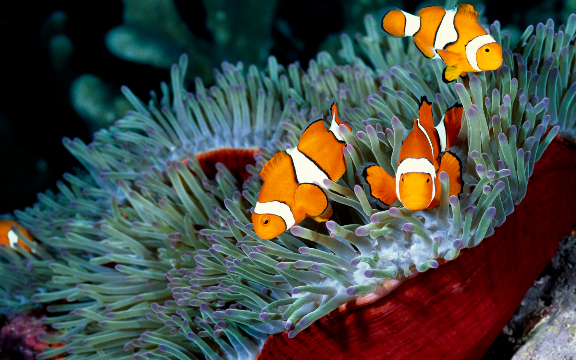 fish, Sea, Coral, Sea Anemones, Clownfish, Nature, Animals Wallpapers ...