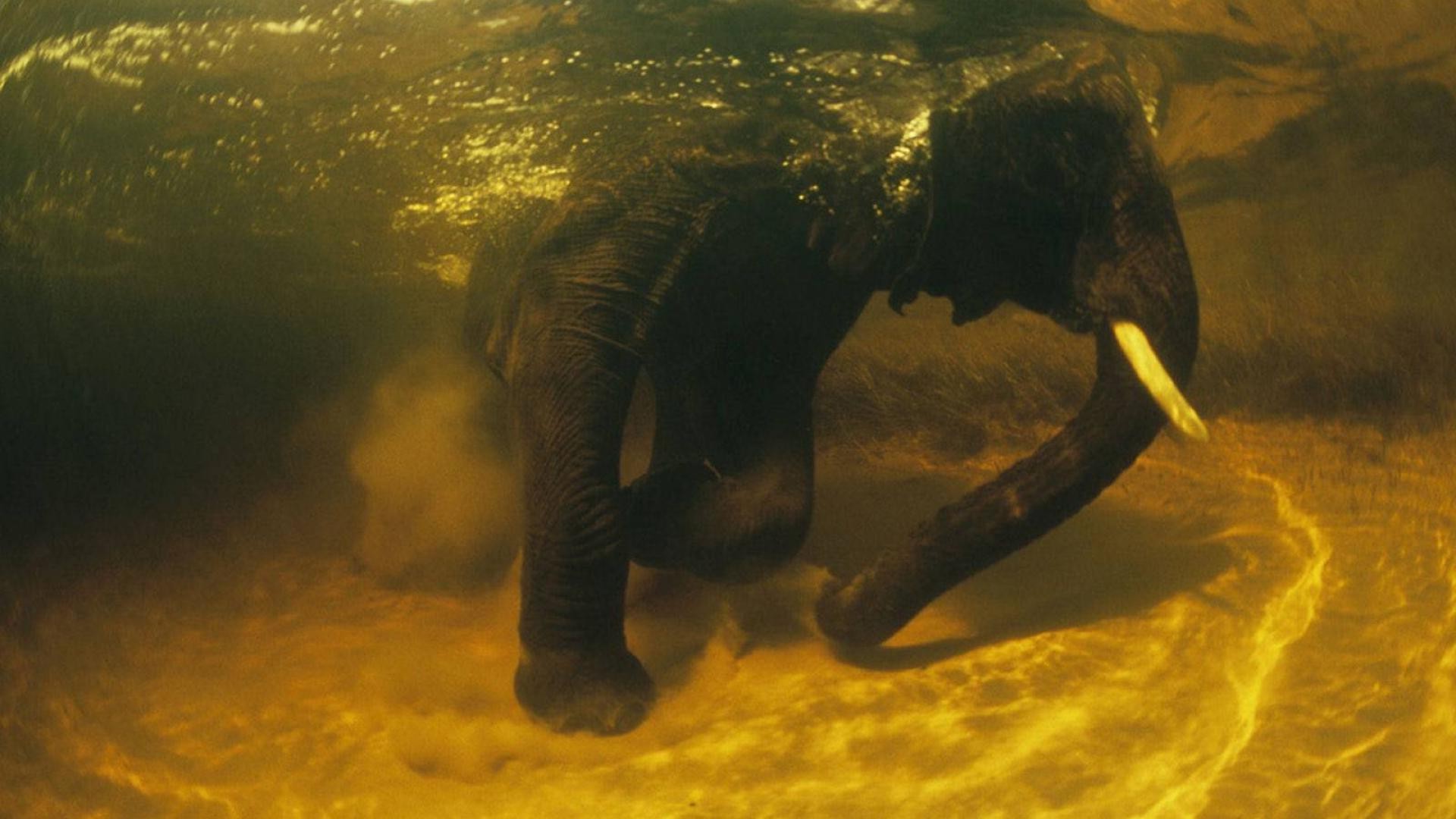 слон в воде без смс