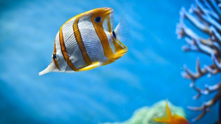 fish, Animals, Sea, Coral, Wildlife HD Wallpaper Desktop Background
