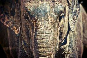 animals, Elephants, Nature, Wildlife, Africa