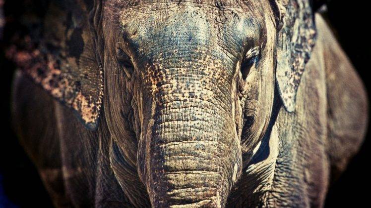 animals, Elephants, Nature, Wildlife, Africa HD Wallpaper Desktop Background