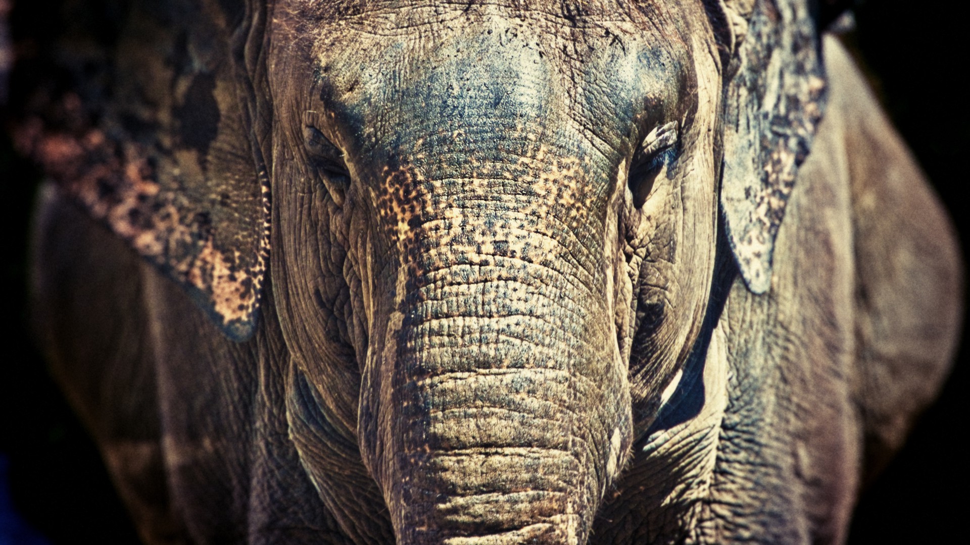 animals, Elephants, Nature, Wildlife, Africa Wallpaper