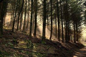 forest, Road, Landscape, Nature, Pine Trees, Sun Rays