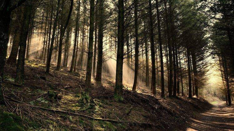 forest, Road, Landscape, Nature, Pine Trees, Sun Rays HD Wallpaper Desktop Background