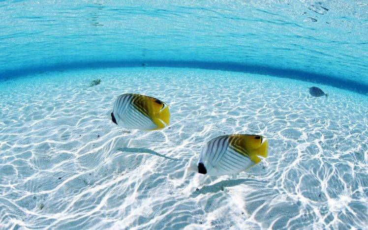 fish, Sea, Animals, Nature HD Wallpaper Desktop Background