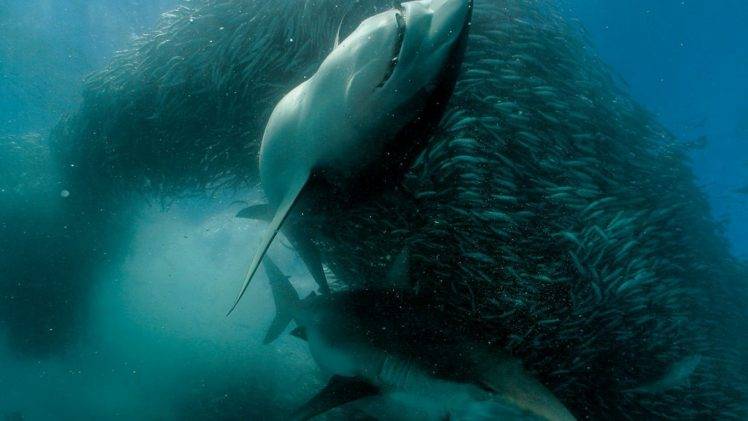 shark, Sea, Animals, Nature HD Wallpaper Desktop Background