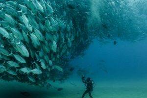 sea, Fish, Photography, Animals, Scuba Diving, Nature