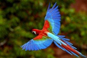macaws, Birds, Animals, Nature, Wildlife