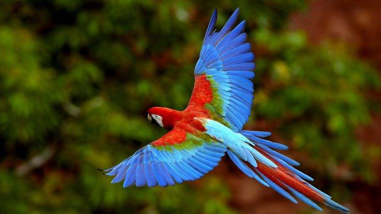 macaws, Birds, Animals, Nature, Wildlife HD Wallpaper Desktop Background