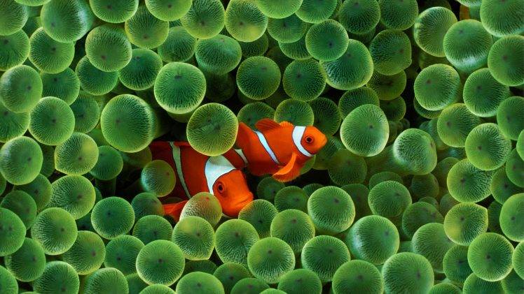 fish, Sea Anemones, Coral, Clownfish, Animals, Wildlife HD Wallpaper Desktop Background
