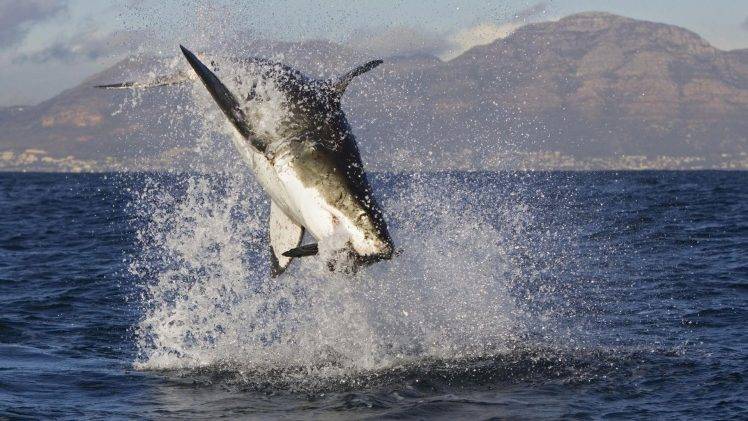 shark, Fish, Sea, Flying, Animals, Wildlife HD Wallpaper Desktop Background