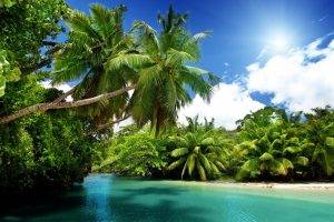 palm Trees, Nature, Landscape