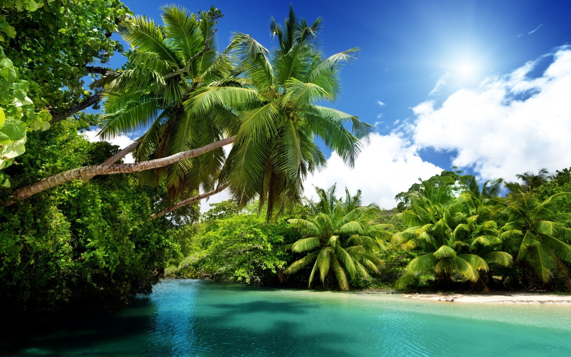 Palm Trees Nature Landscape Wallpapers Hd Desktop And Mobile