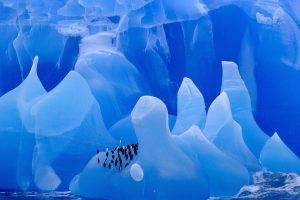 ice, Glaciers, Penguins, Animals, Iceberg, Birds