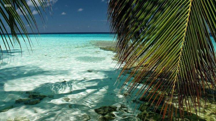 nature, Landscape, Beach, Sea, Palm Trees HD Wallpaper Desktop Background