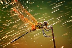 animals, Dragonflies, Macro, Water Drops, Insect, Rain, Wildlife