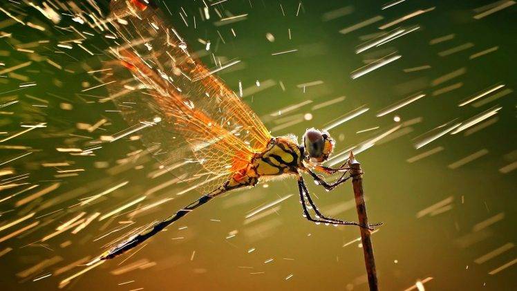 animals, Dragonflies, Macro, Water Drops, Insect, Rain, Wildlife HD Wallpaper Desktop Background