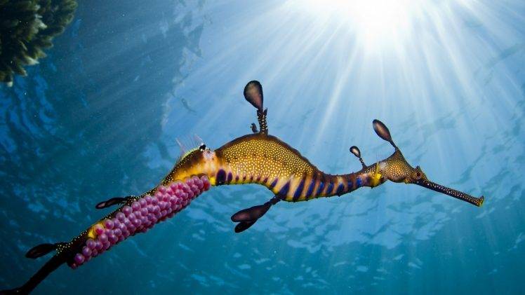 animals, Sea, Seahorses, Underwater, Sun Rays HD Wallpaper Desktop Background