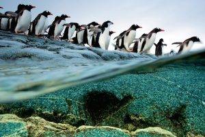 penguins, Animals, Split View, Birds, Sea, Wildlife