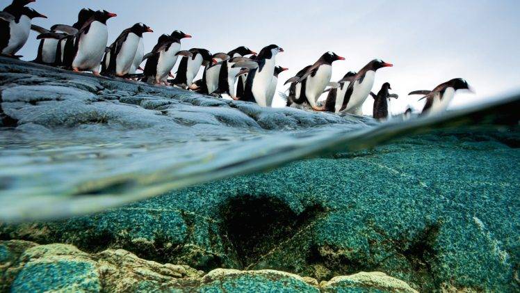 penguins, Animals, Split View, Birds, Sea, Wildlife HD Wallpaper Desktop Background