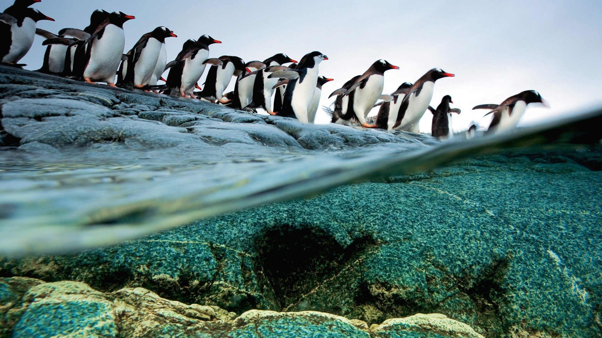 penguins, Animals, Split View, Birds, Sea, Wildlife Wallpaper