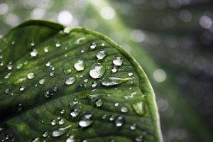 nature, Leaves, Water Drops