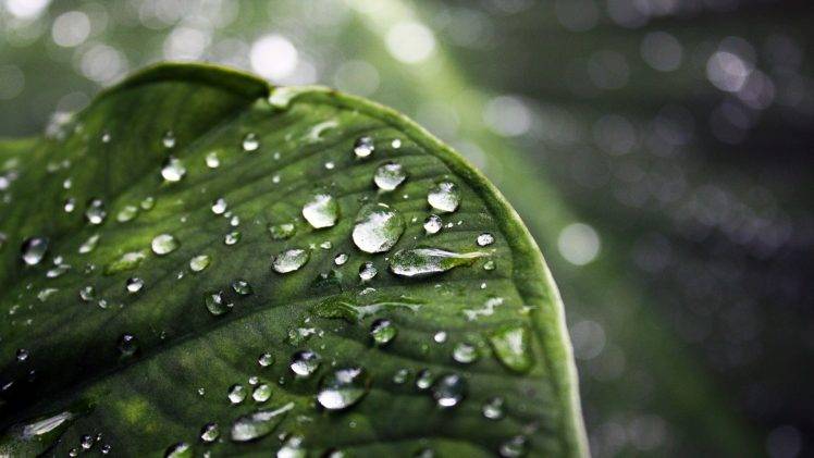 nature, Leaves, Water Drops HD Wallpaper Desktop Background