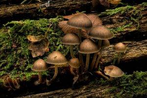 nature, Mushroom, Wood