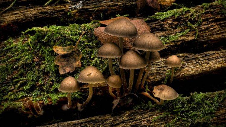 nature, Mushroom, Wood HD Wallpaper Desktop Background