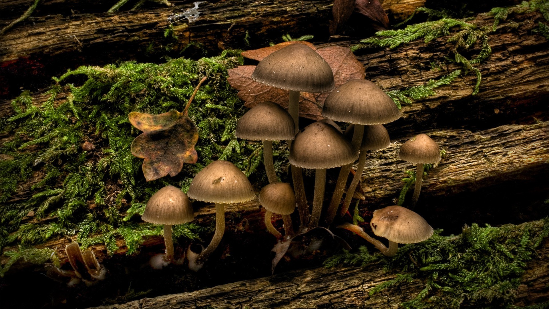 nature, Mushroom, Wood Wallpaper