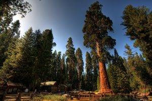 trees, Nature, Sequoias, Forest