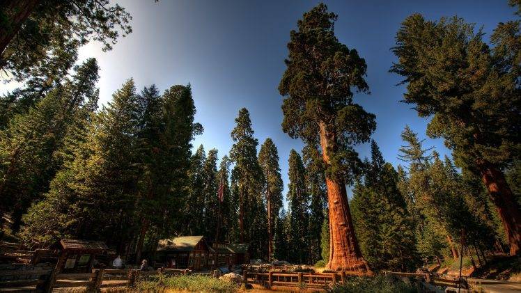 trees, Nature, Sequoias, Forest HD Wallpaper Desktop Background