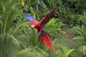 macaws, Animals, Nature, Birds, Parrot