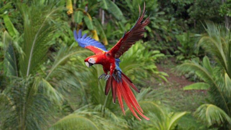 macaws, Animals, Nature, Birds, Parrot HD Wallpaper Desktop Background
