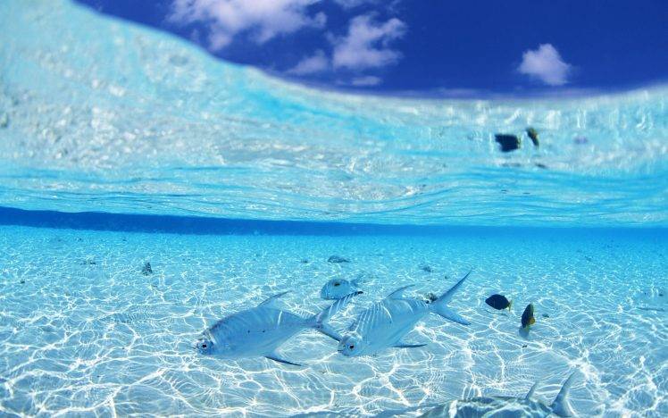 fish, Animals, Nature, Sea HD Wallpaper Desktop Background