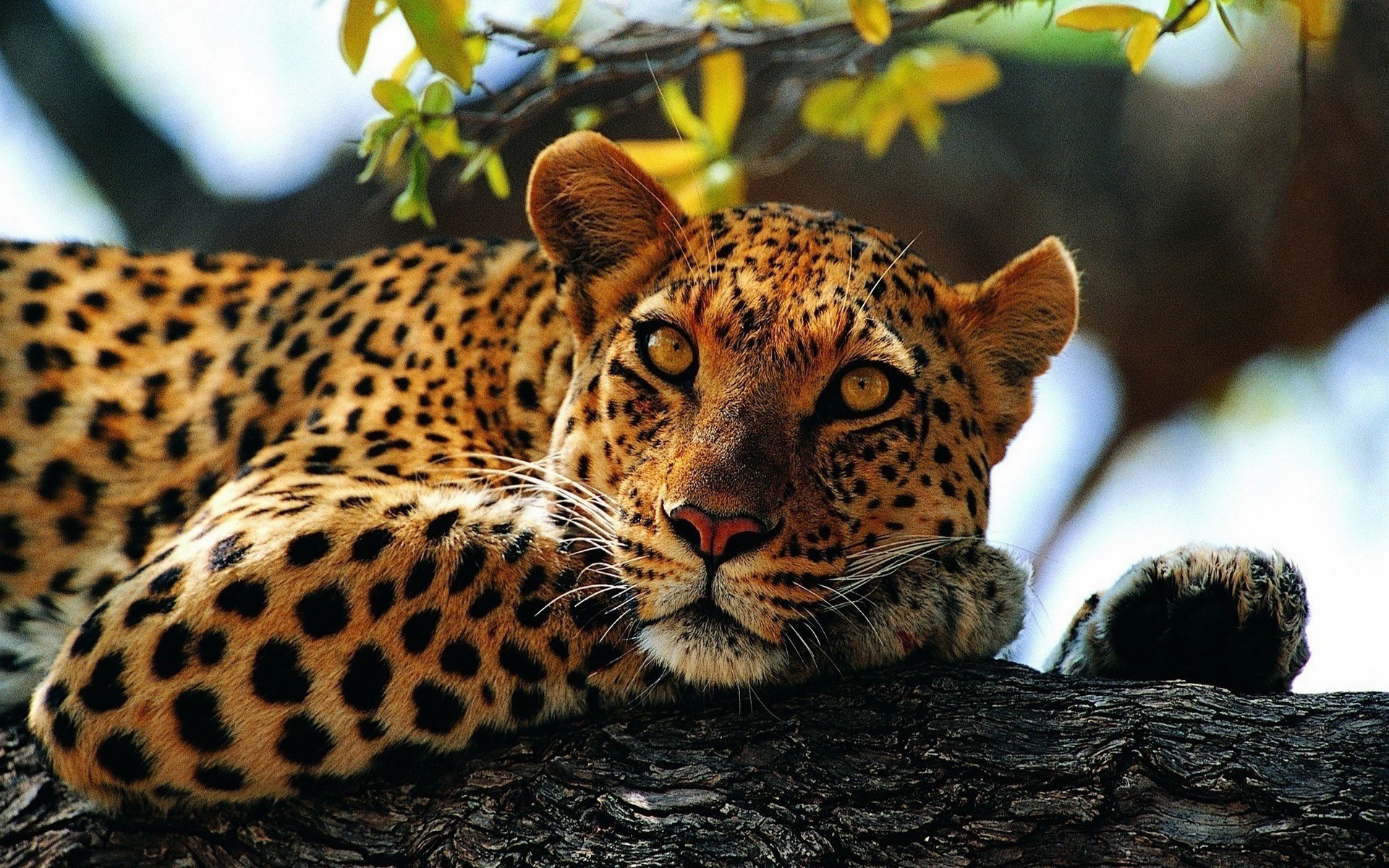 jaguars, Animals, Nature Wallpapers HD / Desktop and Mobile Backgrounds