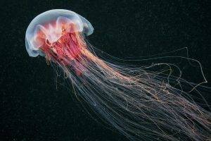 jellyfish, Nature, Sea, Animals