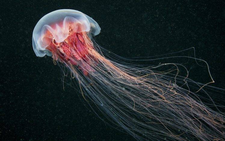 jellyfish, Nature, Sea, Animals HD Wallpaper Desktop Background