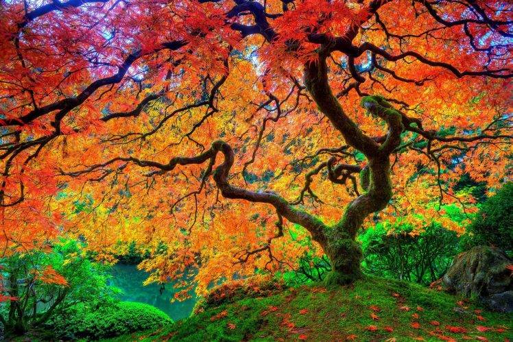 nature, Trees HD Wallpaper Desktop Background