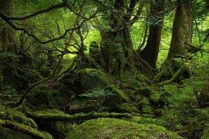 trees, Forest, Nature, Landscape, Moss