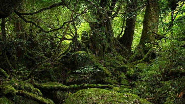 trees, Forest, Nature, Landscape, Moss HD Wallpaper Desktop Background