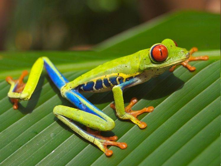 frog, Animals, Nature, Amphibian HD Wallpaper Desktop Background