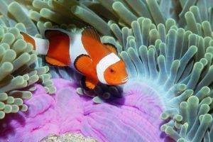 clownfish, Animals, Sea Anemones, Fish