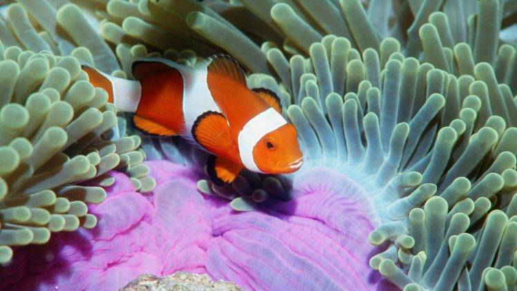 clownfish, Animals, Sea Anemones, Fish HD Wallpaper Desktop Background