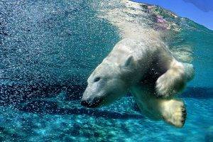 polar Bears, Animals, Nature