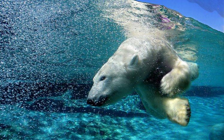 polar Bears, Animals, Nature HD Wallpaper Desktop Background