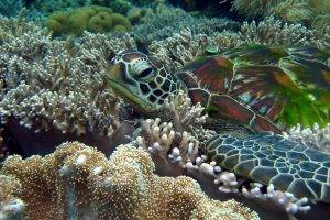 turtle, Coral, Animals, Nature, Sea Anemones