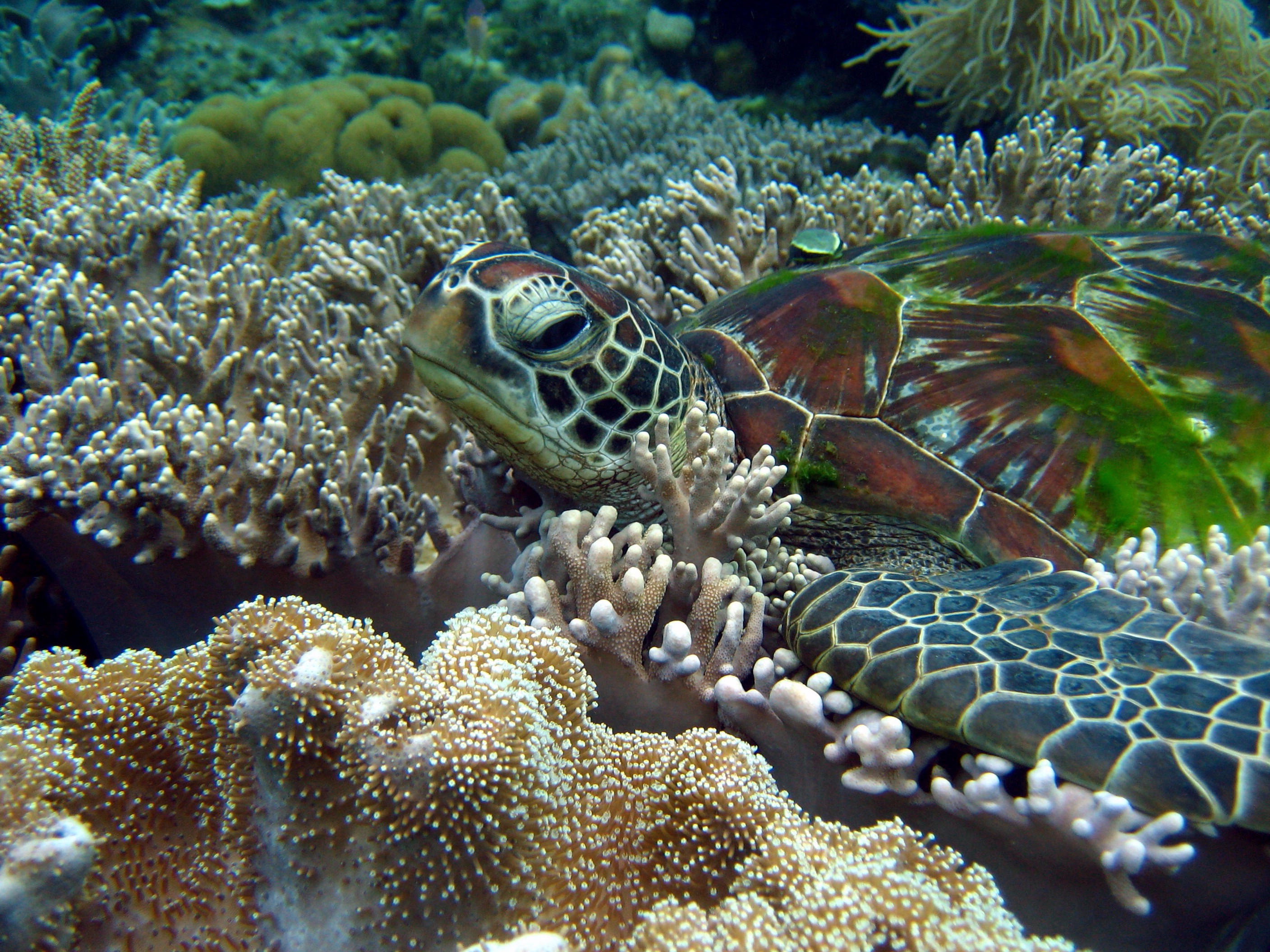 turtle, Coral, Animals, Nature, Sea Anemones Wallpaper